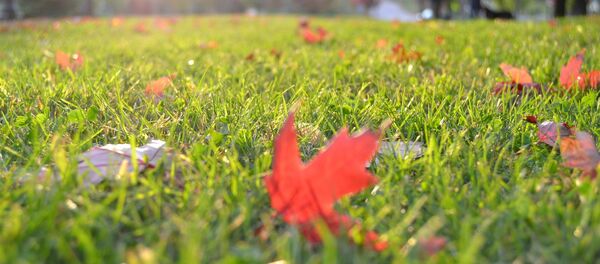 Grama - Sputnik Brasil
