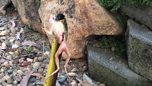Serpente pega rã em aperto mortal - Sputnik Brasil