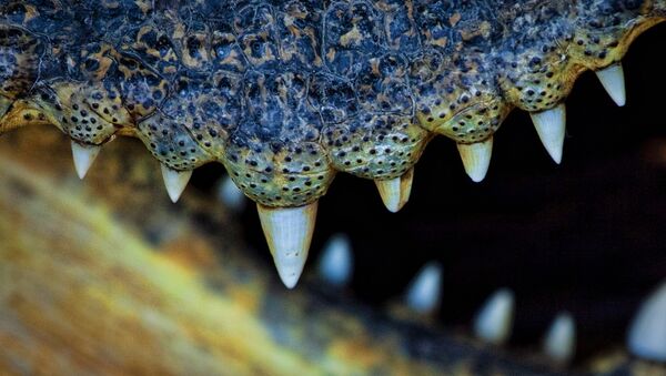 Crocodilo-siamês (imagem referencial) - Sputnik Brasil