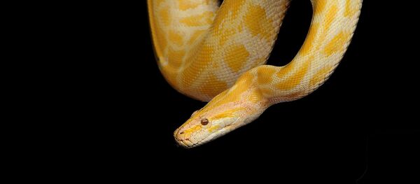 Píton amarela - Sputnik Brasil