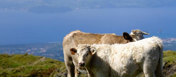 Gado no campo em uma das ilhas dos Açores, foto de arquivo Gado no campo em uma das ilhas dos Açores, foto de arquivo - Sputnik Brasil