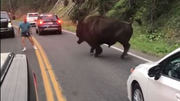 Homem enfrenta bisão que atrapalha trânsito - Sputnik Brasil