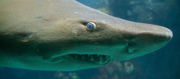 Tiger Shark - Sputnik Brasil