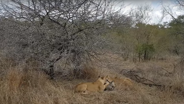 Leoas comem javali vivo antes da chegada de hienas - Sputnik Brasil