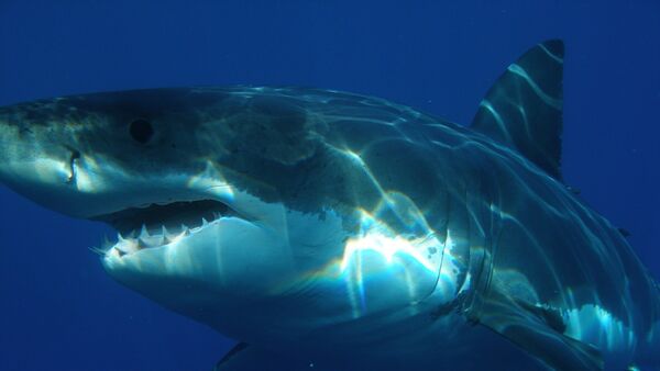 Tubarão-branco (imagem referencial) - Sputnik Brasil