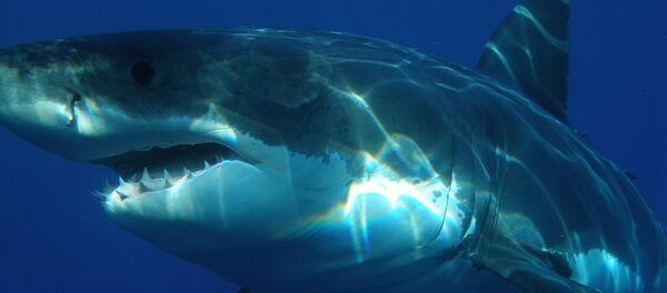 Tubarão-branco (imagem referencial) - Sputnik Brasil