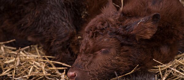 Bezerra recém-nascida na aldeia de Troutbeck, Inglaterra, 29 de março de 2018 (imagem referencial) - Sputnik Brasil