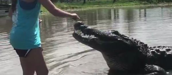 Jovem alimenta aligátor - Sputnik Brasil