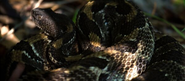 Cobra-cascavel-da-mata (Crotalus horridus) (imagem referencial) Cobra-cascavel-da-mata (Crotalus horridus) (imagem referencial) - Sputnik Brasil