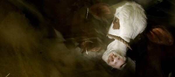 Vaca durante a Exposição de Gado, Buenos Aires, Argentina, 25 de julho de 2006 - Sputnik Brasil