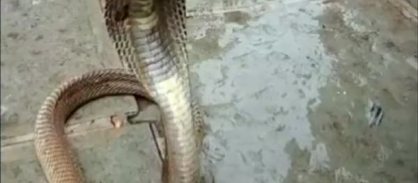 Cobra venenosa surpreende indianos com desejo inesperado - Sputnik Brasil