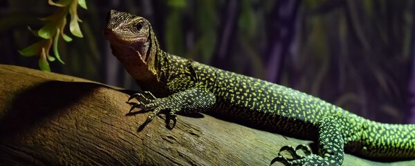 Lagarto (imagem ilustrativa) - Sputnik Brasil