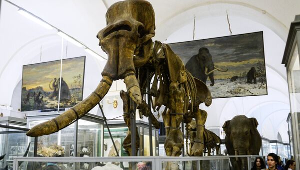 Esqueleto de mamute em museu da cidade russa de São Petersburgo (imagem referencial) - Sputnik Brasil