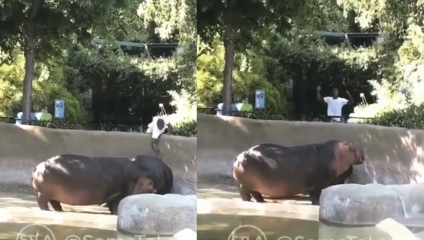 Homem dá tapa em bunda de hipopótamo no Zoológico de Los Angeles - Sputnik Brasil