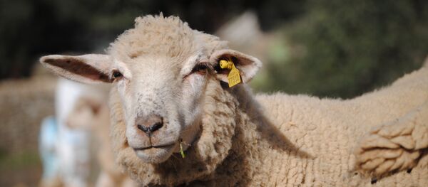 Uma ovelha (imagem referencial) - Sputnik Brasil