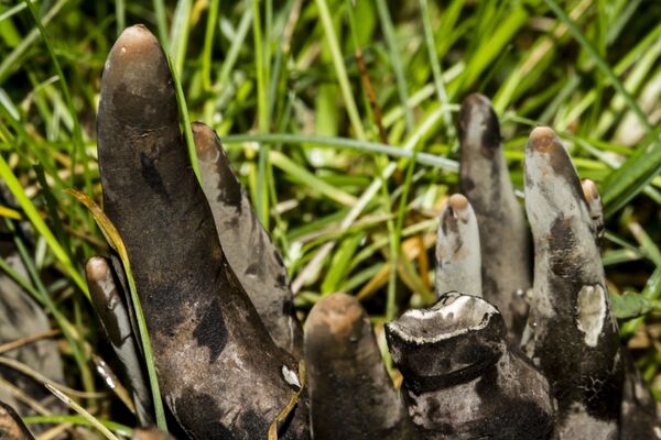 Xylaria polymorpha, amplamente conhecido como dedos do homem morto, é um fungo sapróbico que cresce em áreas florestais, geralmente nas bases de tocos podres - Sputnik Brasil