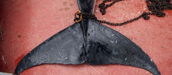 Cauda da baleia-de-minke - Sputnik Brasil