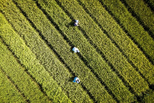 Cultivo de arroz na região de Krasnodar, Rússia, em 15 de agosto de 2018 - Sputnik Brasil