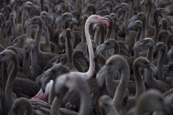 Flamingos se movendo em torno do lago Fuente de Piedra, a 70 km de Málaga, em 11 de agosto de 2018 - Sputnik Brasil