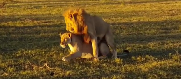 Leões - Sputnik Brasil