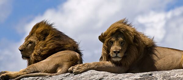 Leões na pedra - Sputnik Brasil