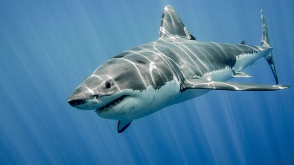 Enorme tubarão-branco (imagem ilustrativa) - Sputnik Brasil