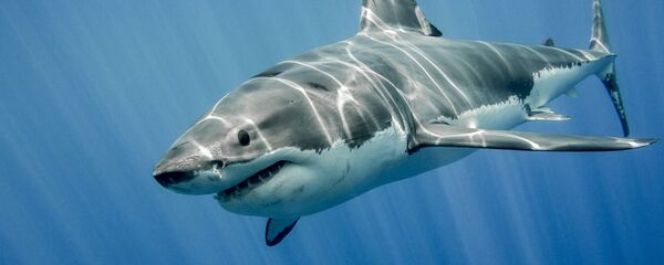 Enorme tubarão-branco (imagem ilustrativa) - Sputnik Brasil