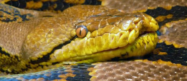 Píton (imagem ilustrativa) Píton (imagem ilustrativa) - Sputnik Brasil
