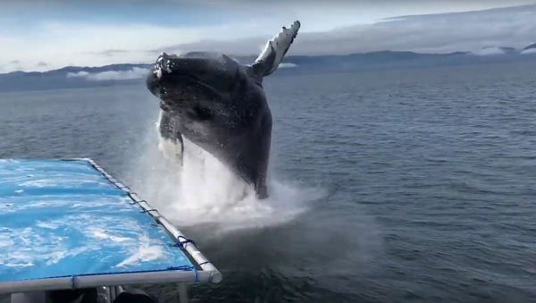 Leviatã sai da água: baleia deixa turistas todos molhados - Sputnik Brasil