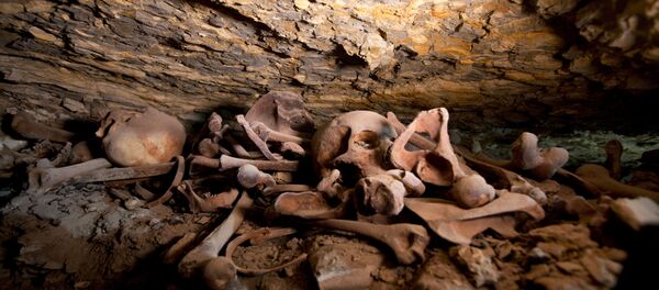 Crânios e ossos recentemente descobertos são vistos em uma oficina de mumificação que remonta a cerca de 2.500 anos em uma antiga necrópole perto das famosas pirâmides do Egito no cemitério de Saqqara, Giza, 14 de julho de 2018 - Sputnik Brasil