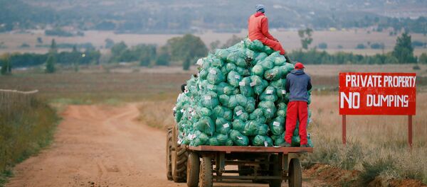 Trabalhadores agrícolas colhem repolho em uma fazenda em Eikenhof, perto de Joanesburgo - Sputnik Brasil