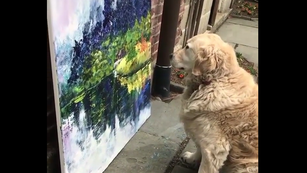 Cadela observa pintura feita por sua dona - Sputnik Brasil