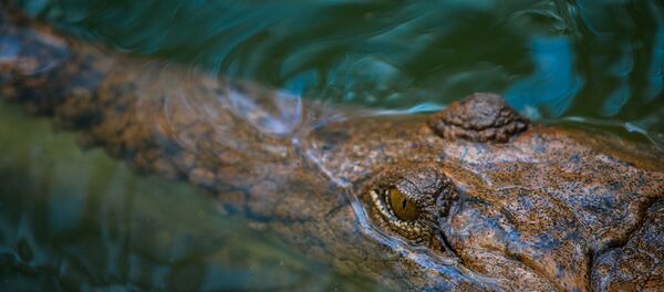Crocodilo-marinho em água (imagem ilustrativa) Crocodilo-marinho em água (imagem ilustrativa) - Sputnik Brasil