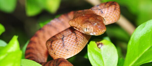 Cobra-arbórea-marrom (Boiga irregulares) (imagem referencial) - Sputnik Brasil