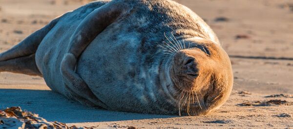 Uma foca - Sputnik Brasil