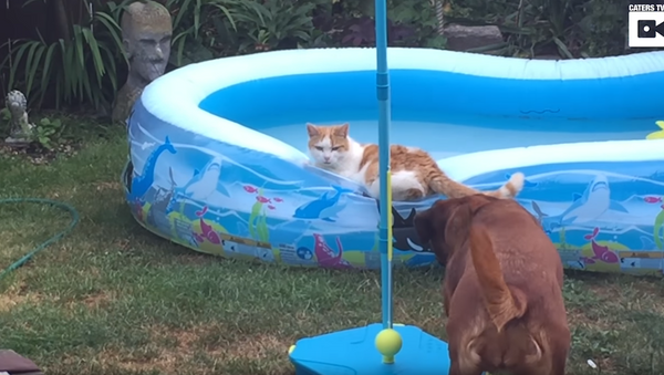 Cachorro louco joga gato dentro da piscina - Sputnik Brasil