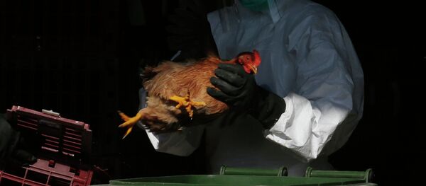 Trabalhador da saúde usando equipamento de proteção coloca um frango no lixo após abater as galinhas usando dióxido de carbono em um mercado de aves em Hong Kong (China), 31 de dezembro de 2014 - Sputnik Brasil