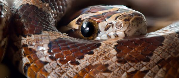 Cobra-do-milho (imagem referencial) - Sputnik Brasil