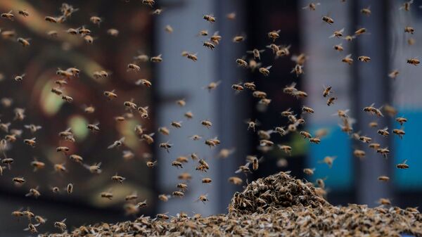 Um enxame de abelhas atacou uma barraca de cachorro-quente em Nova York, 28 de agosto - Sputnik Brasil