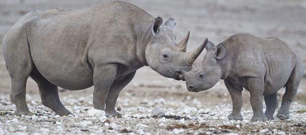 Rinocerontes-negros - Sputnik Brasil