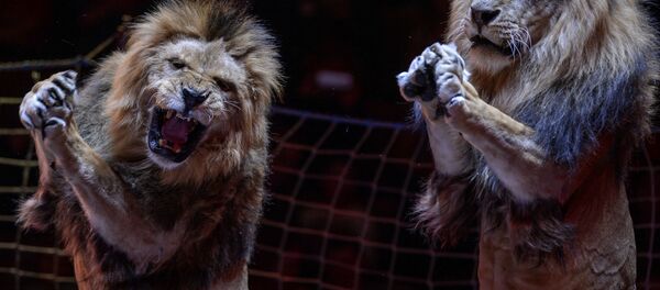 Apresentação do novo programa com leões no Grande Circo de Moscou - Sputnik Brasil