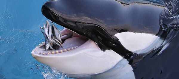 Orca come peixe no parque de exposições de animais Marineland em Antibes, sudeste da França, em 12 de dezembro de 2013 (imagem referencial) Orca come peixe no parque de exposições de animais Marineland em Antibes, sudeste da França, em 12 de dezembro de 2013 (imagem referencial) - Sputnik Brasil