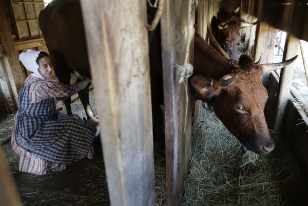 Mulher ordenha uma vaca nos EUA, em Massachusetts, em local onde é recriada a vida na Nova Inglaterra na década de 30 do século XIX - Sputnik Brasil