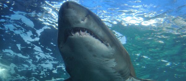 Tubarão no mar (imagem ilustrativa) Tubarão no mar (imagem ilustrativa) - Sputnik Brasil