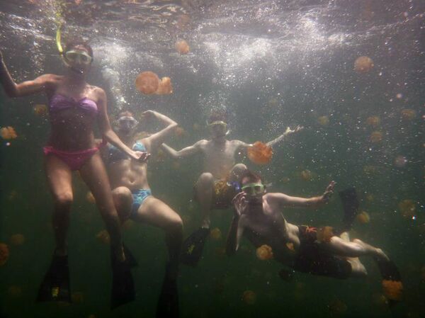 O lago das águas-vivas em Palau, no oceano Pacífico - Sputnik Brasil