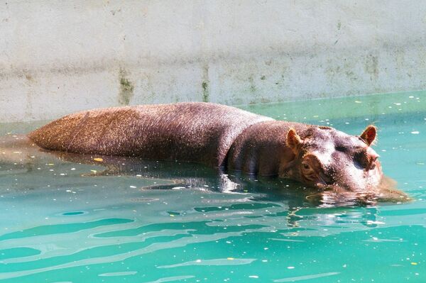 Hipopótamo no Jardim Zoológico do Rio de Janeiro, na Quinta da Boa Vista - Sputnik Brasil