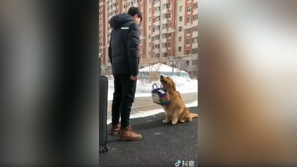 Golden Retriever faz as malas para viajar com seu humano - Sputnik Brasil