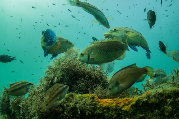 Peixes no barril no fundo do mar Negro, Crimeia - Sputnik Brasil