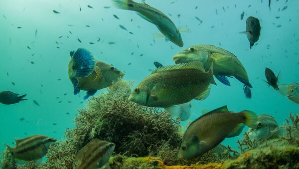 Peixes no barril no fundo do mar Negro, Crimeia - Sputnik Brasil