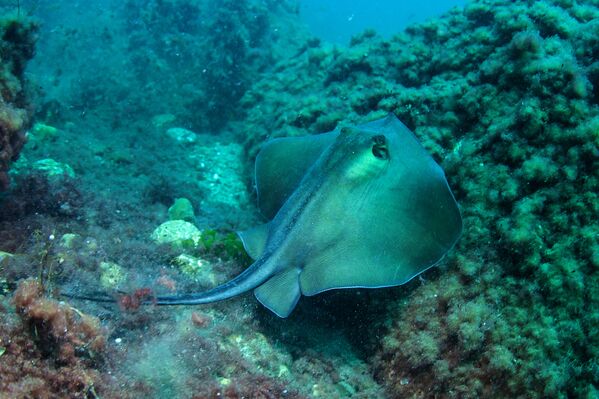 Ratão no fundo do mar perto do cabo Meganom - Sputnik Brasil